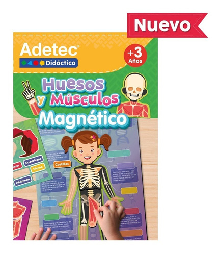 Láminas Magnéticas Huesos Y Musculos Adetec Juego Didáctico