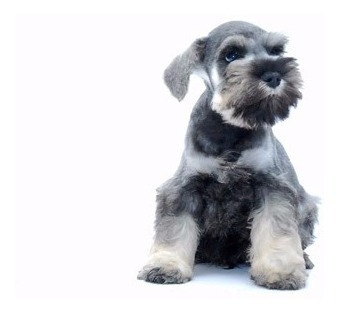 Schnauzer Miniatura Tenemos Machos/hembras