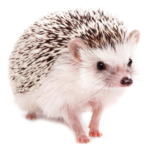 Erizo De Tierra Mascota (Usado)