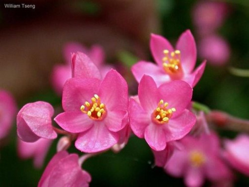 Imagem 7 de 7 de Amor Agarradinho Trepadeira Coral Vine Antigonon Sementes