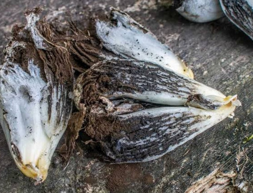 2 Gramos De Esporas De Hongo De Huitlacoche Organicas