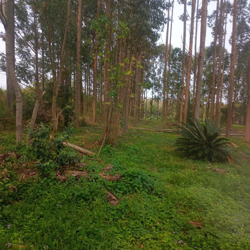 1,35 Hectareas (13.500m2) En Pleno Acceso A Santa Ana, Misiones.