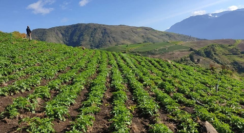 Finca Agrícola Santo Domingo - Mérida