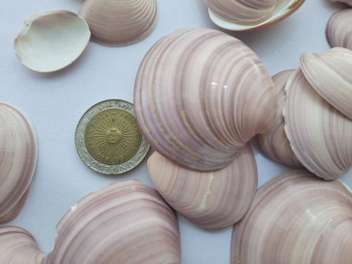 Caracol, Concha De Mar Mediana, Artesanía, Por 500 Grs