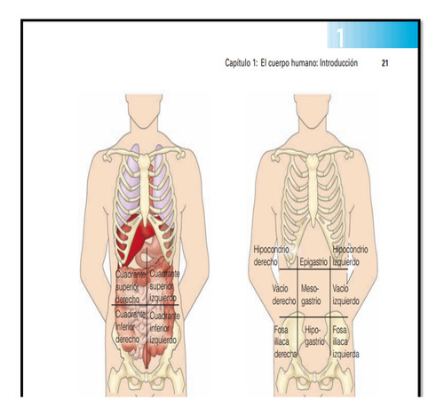 Anatomia Y Fisiologia Humana - Elaine N. Marieb (Usado)