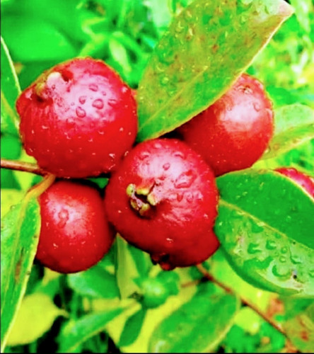 Guayaba China Fresa Japonesa Fruta Roja Rara Envio Gratis!!!