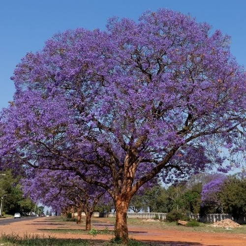 10 Semillas Jacaranda Mimosifolia Nuevas Vivas