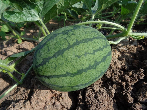 Mix 100 Semillas De Melón Sandía Criollos