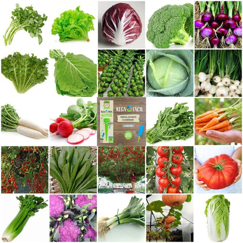 2400 Sementes Verd E Legumes 30 Tipos Separados+gotejador