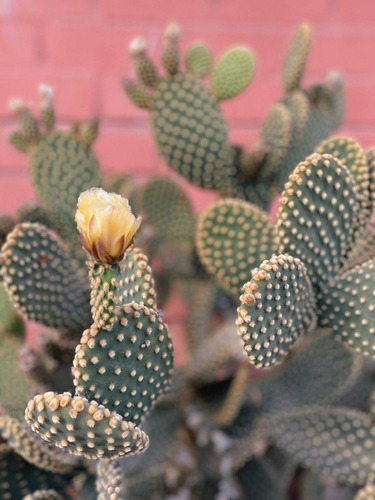 Planta Cactus Opuntia, Alas De Ángel, Orejas De Conejo Nopal