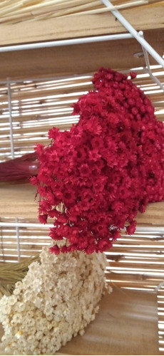 Flores Desidratadas - Florzinha Sempre Viva Vermelha