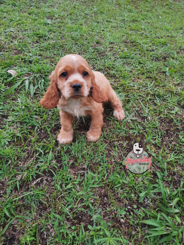 Imagen 3 de 3 de Cachorros Cocker Spaniel Mascotas Rionegro Medellin Bogotá