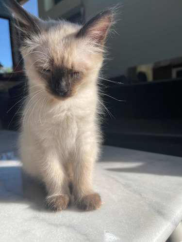 Siameses Blue Point Machos Ya Buscan Home Tres Meses Mza