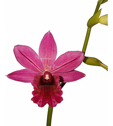 Orquídea Phaiocalanthe Capuz De Freira Planta Adulta