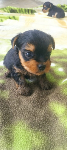 Cachorros Yorkie Bogotá Animal Pets Colombia 