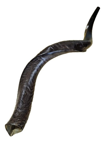 Shofar Antílope Grande Imp. Israel