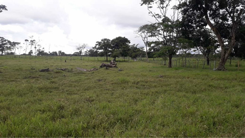 Imagen 15 de 16 de Finca Ganadera Doble Propósito Santo Domingo
