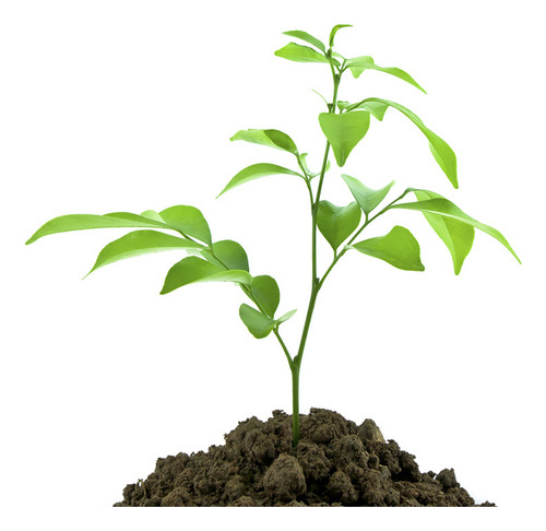 Semillas Aromaticas Ecoproductos Perejil Criollo