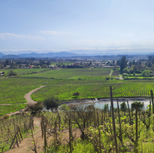 M64218 - Venta Terreno Viñas De Buin Sin Comision - 10 Ha