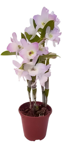 Orquídea Dendrobium Nobile Hibrido Planta Adulta #1