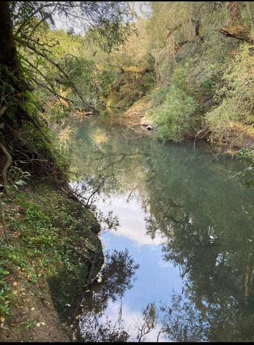 Buen Campo Ganadero Criador