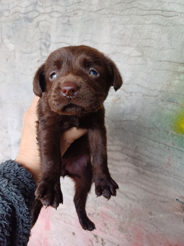Labrador Cachorro 35 Dias. Desparacitados. Machos Y Henbras Chocolate