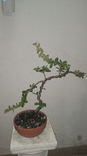 Bonsai De Piracanta Espina De Fuego Da Flores Y Frutos
