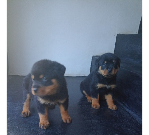 Rottweiler Cachorros Puros Listos Para Entregar