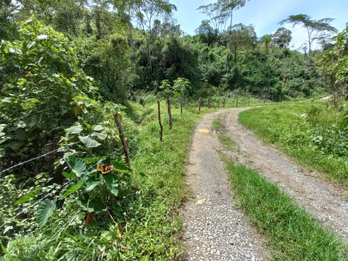 Venta De Finca Vereda Colorado Bajo 