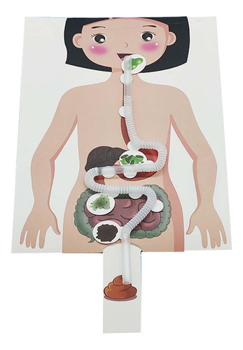 Modelo De Sistema Digestivo Humano, Piezas Del Cuerpo