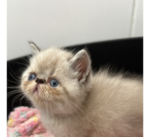 Lindos Filhotes De Gato Persa Sp E Abc Fazemos Entrega Consu