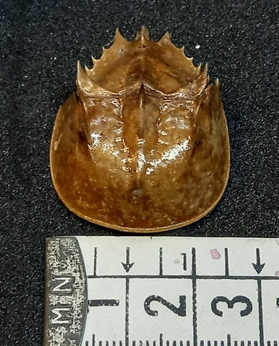 Cangrejo Cacerola Caracol Marino Taxidermia Pez (Usado)