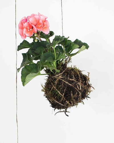 Imagen 1 de 1 de Kokedama Geranio