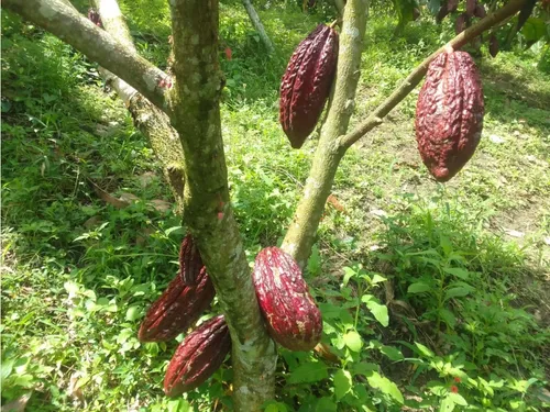 Venta Finca Productiva Montenegro Pueblo Tapao - 11 Cuadras