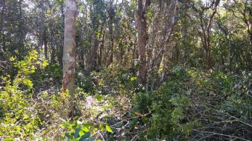 Imagem 5 de 14 de Terreno De Chácara De 2400 Metros - Itanhaém 6021 | Npc