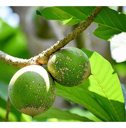 Planta Zapote Verde, Pouteria Viridis, Pregunte Costo Envio