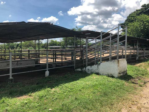 Imagen 20 de 22 de Finca En Tinaquillo Con 132 Hectáreas, Excelente Oportunidad