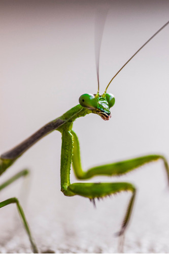 Vinilo Decorativo 60x90cm Mantis Religiosa Locust M11