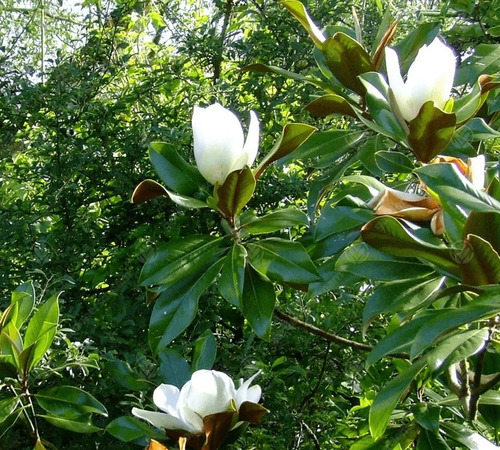 Magnolia Grandinflora M Árbol Ornamental