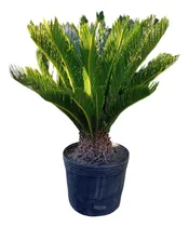 Comprar Palmera Cyca Revoluta Para Exteriores En 10 Litros