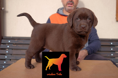 Cachorros Puros En Criadero Tribu - Soy Guada