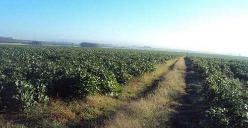 Campo Agrícola El Lago Ref. 1343