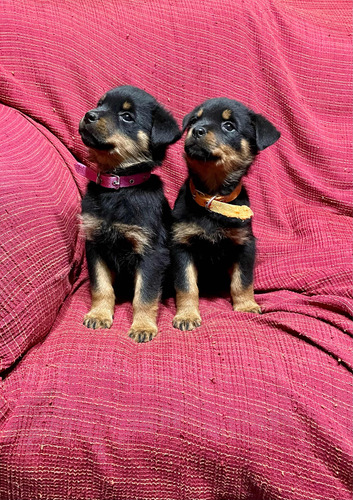 Imagen 3 de 4 de Rottweiler Cachorros Con Pedigrí Del Kcu Listos Para Entrega