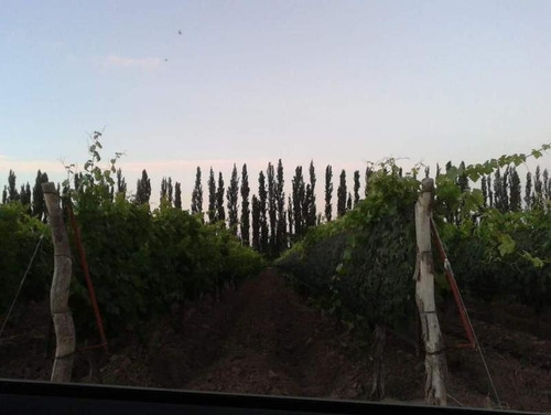 Imagen 24 de 30 de 3 Fincas Con Bodega En Venta Cañada Seca.