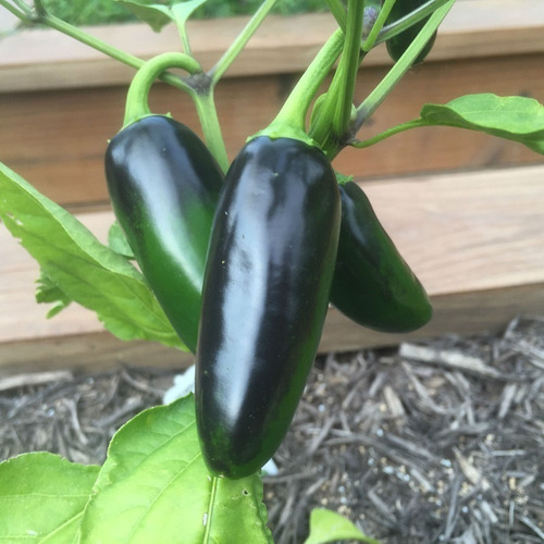 Imagem 3 de 10 de Sementes De Pimenta Jalapenho Mexicana Para Vaso Ou Hortas