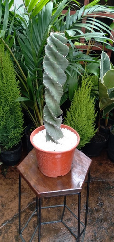 Cactus Espiralado - Ejemplares De Colección