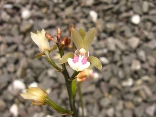 Muda De Oeceoclades Maculata - Orquidea Terrestre