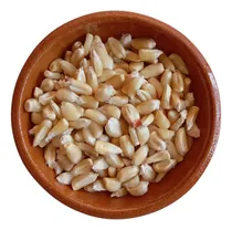 Comprar Bulto 25 Kilos Semilla Maíz Blanco Criollo Mexicano Sembrar 