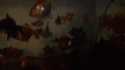 Peces Koi Carpas Para Estanque O Lugares Grandes 10 Cm