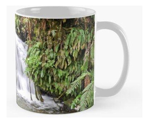 Taza Cascada Te Wairoa Nueva Zelanda Calidad Premium